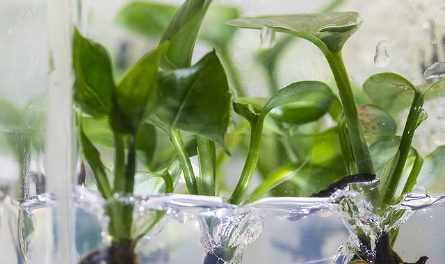 観葉植物で空気を浄化する 遺伝子組み換えポトスで空気中の有害物質の分解に成功 Fabcross For エンジニア