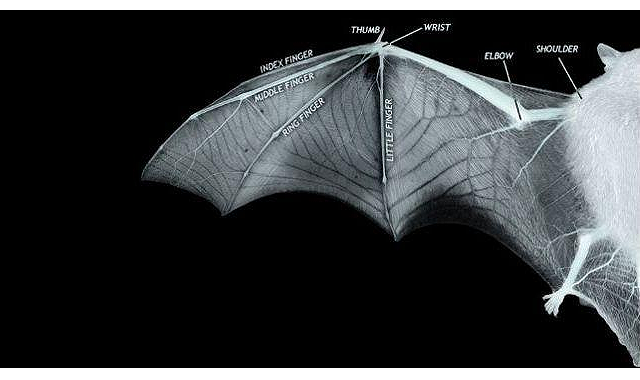 コウモリの羽ばたきを3Dモデル化――高機動な航空機設計に向けた研究